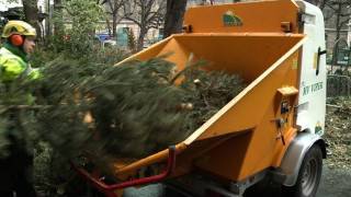 Les sapins de Noël recyclés pour les jardins parisiens [upl. by Atinhoj747]