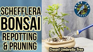 Schefflera Bonsai Repotting amp Pruning Dwarf Umbrella Tree Bonsai [upl. by Seta]