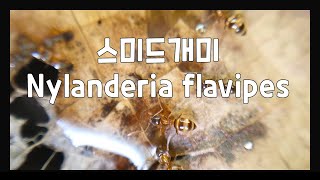 개멍꿀물 먹는게 귀여운 스미드개미 개미관찰 일개미 Nylanderia flavipes  Paratrechina flavipes 한국개미 [upl. by Leopold147]