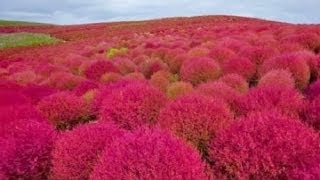 How to Germinate and Grow Japanese Pink Kochia Scoparia Grass Seeds  part 2 [upl. by Idnim]