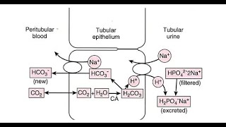 Explanation of the process of proton Secretion for maintaining Acid base Balance in the Kidneys [upl. by Aneekahs]