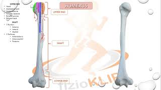 humerus osteology  humerus anatomy  humerus muscle attachments [upl. by Annemarie]