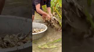 The process of picking arrowhead mushrooms [upl. by Asyal]