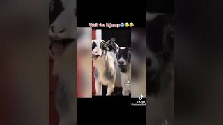 Funny goats laughing😂🤣🤣 [upl. by Kristel]