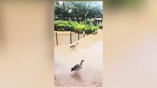 San Antonio Zoo asks for help after heavy flooding [upl. by Ylrebmek]