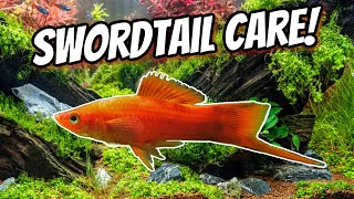 How I Keep and Breed Swordtail Fish [upl. by Kaia]