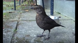 Vögel im Garten  Birds in the garden  Fugle i haven [upl. by Yahska]