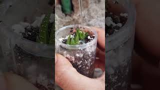 reuseplastic haworthia propagation update [upl. by Ahseral871]