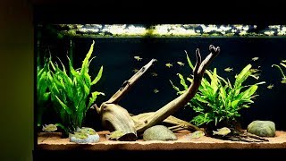 Geophagus Tapajos Red Head Cichlid Breeding Behavior [upl. by Kendrah95]