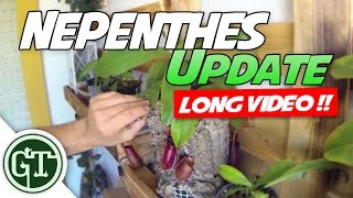 Nepenthes Update  Carnivoriaeu plants Winter is Comming  Nep Vlog 4 [upl. by Attezi]