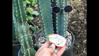 Peruvian Apple Cactus Fruit [upl. by Ennairol]