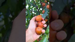 Achacha mangosteen achachairu Bolivian fruit 🧡🤤 organic farming harvest asmr [upl. by Desta945]