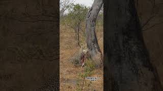 Leopard carrying duiker kill trending animals wildlife wildwildlife [upl. by Savil]