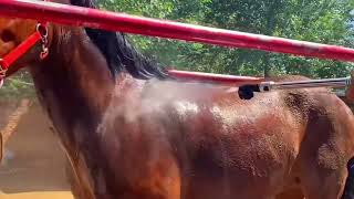 For all horse lovers  Live Stream November 19 2024 [upl. by Prober217]