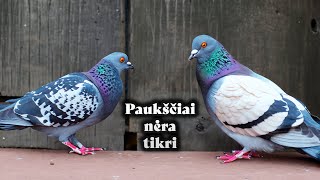 1  „Paukščiai nėra tikri“ [upl. by Atel]