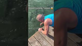 Hand Feeding Tarpon 🐟 fishing shorts [upl. by Asille737]