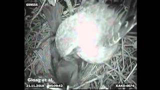 A shiny cowbird making a presunrise laying visit to a chalkbrowed mockingbird nest [upl. by Hammond]