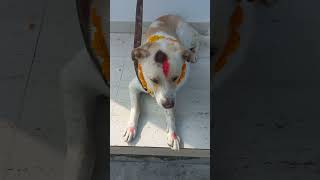 Happy kukur tihar 🐕🐕 [upl. by Dola]