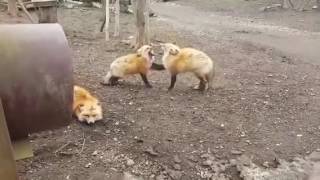 Two foxes screaming at each other [upl. by Violante]