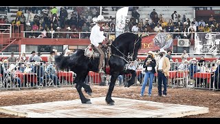 CABALLOS FRISONES BAILADORES  Expo Ganadera Jalisco 2021 [upl. by Amahs]