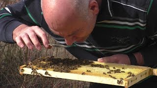 Frühjahrsputz am Bienenstand [upl. by Mcspadden]