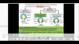 séance 1 Biologie animale INVERTEBRES Introduction et embranchement des protozoaires [upl. by Acirederf881]