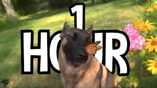 1 HOUR dog with butterfly on nose  aruarian Dance  i have no ennemies loop dog meme rplace [upl. by Atinauj]