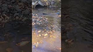 Unclogging A Culvert Flooding Downstream [upl. by Ymmaj41]