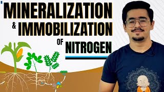 MINERALIZATION amp IMMOBILIZATION OF NITROGEN N FIXATION OXIDIZED amp REDUCED ZONE SUBMERGED CONDITION [upl. by Yensehc386]