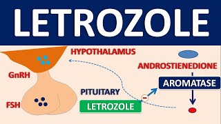 Letrozole  Mechanism side effects precautions and uses [upl. by Ermey]