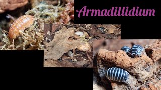 Armadillidium maculatum and Armadillidium vulgare [upl. by Niddala]