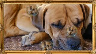 Sleeping Dog Screensaver Ultimate Peace amp Stress Relief Framed Screensaver [upl. by Salahcin]