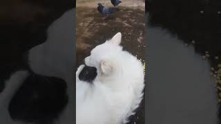 doglover poomariaththancomedy lovesong funny poomarikunerndhakodumai tamilmusic pets poomer [upl. by Nnylamme]