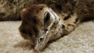 Baby Ostrich slowly falls asleep  SO cute [upl. by Matthia]