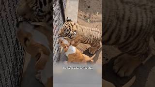 The tiger intrudes into the dog’s family animals tiger dog love shorts [upl. by Garate331]