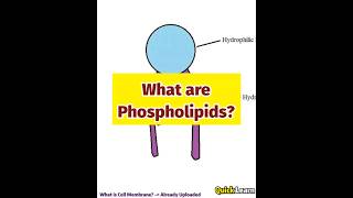 What are Phospholipids Quick Learn biology phospholipids [upl. by Lekzehcey27]