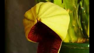 Stapelia grandiflora flower opening time lapse high res try 2 no audio [upl. by Diamond]