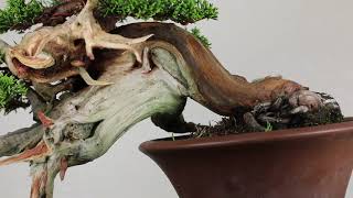 Koji Hiramatsu Takamatsu Bonsai Channel [upl. by Notsnarc]