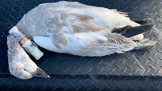 How to operate a snow goose call [upl. by Enrichetta]