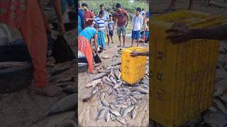 nammapallipalayam erode samayasangli fish fishchilli fishcurry riverfishing river fishshop [upl. by Nairim956]