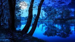 Soothing Night Time Forest Sounds  2 Hour Ambient Soundscape  For Sleep amp Relaxation [upl. by Anema]