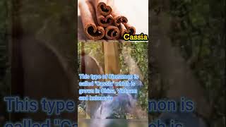 Cinnamon Harvesting and its types  Cassia  Ceylon  Food Flavoring  China  Sri Lanka [upl. by Anyl]