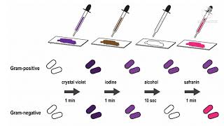 Gram positive and gram negative bacteria tamil pharmaceutical microbiology [upl. by Meriel]