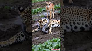 The lucky fawn while the leopard was busy dealing with the python [upl. by Anella]