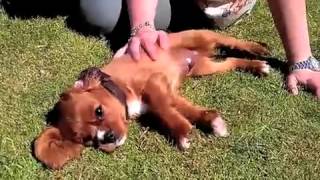 12 week old Cavalier King Charles Spaniel [upl. by Adnar]