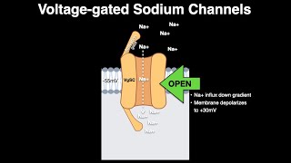 Voltage gated Na channels [upl. by Lonnard]