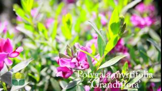 Polygala myrtifolia Grandiflora [upl. by Ybor]