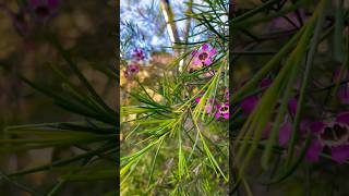 Geraldton wax chamelaucium uncinatum purple pride viral shortvideos viralvideos [upl. by Day21]