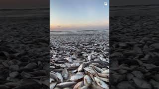 Hundreds of Menhaden fish die at Quintana Beach County Park [upl. by Gaylord]