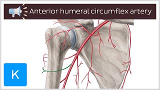 Anterior humeral circumflex artery  Anatomical Terms Pronunciation by Kenhub [upl. by Angele]